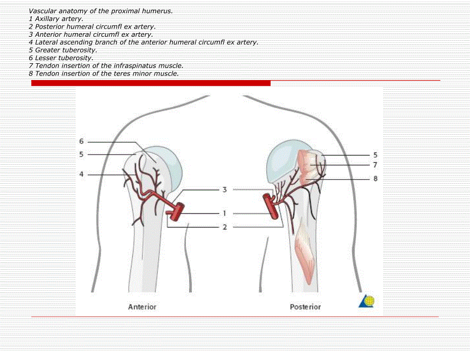 儿童肱骨近端骨折ppt.ppt_第2页