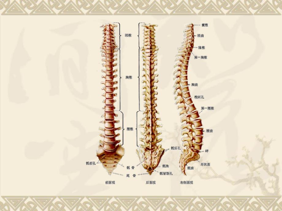 脊柱相关疾病【精品医学PPT】 .ppt_第3页
