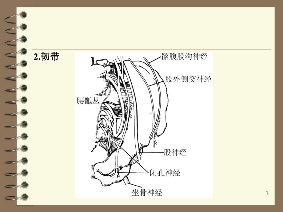 骨盆骨折的诊断与治疗.ppt_第3页