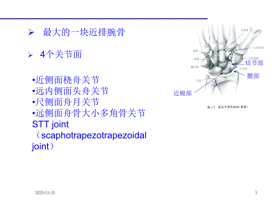 腕部舟状骨骨折.ppt_第2页