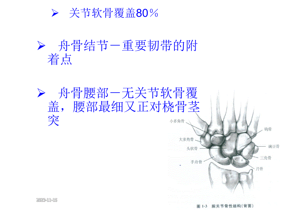 腕部舟状骨骨折.ppt_第3页