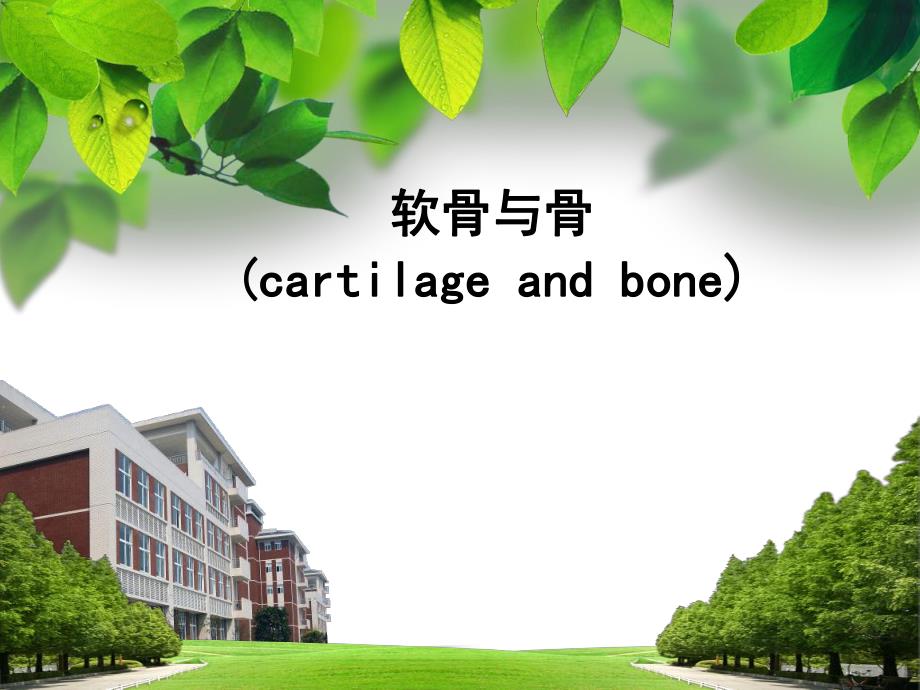 软骨组织胚胎学.ppt_第1页