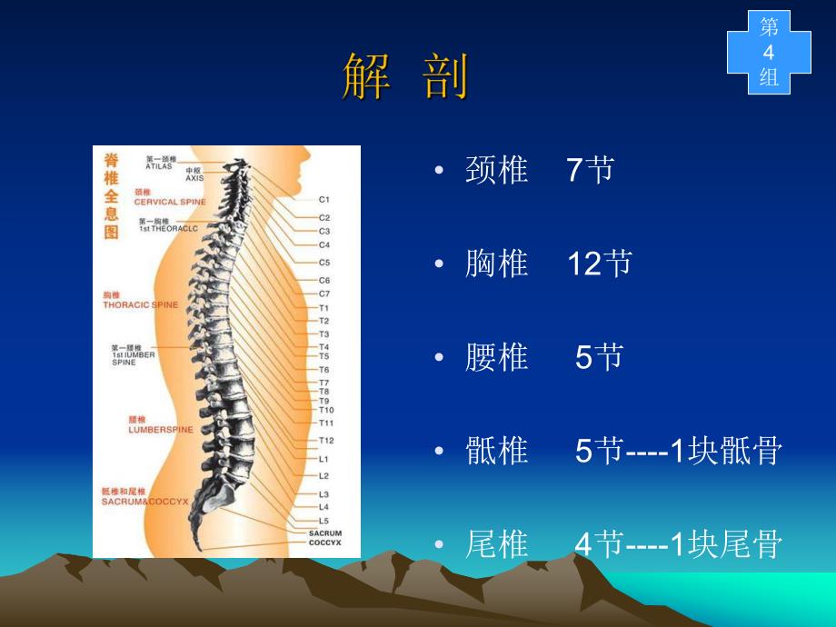 腰椎滑脱切开复位内固定术4.ppt_第3页