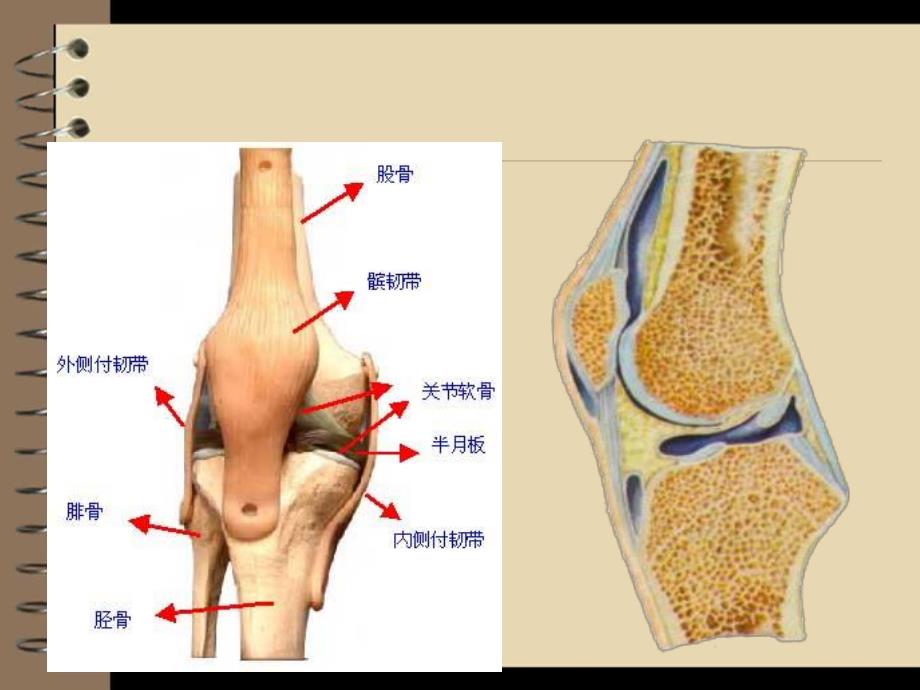 人工全膝关节置换术后护理.ppt_第3页