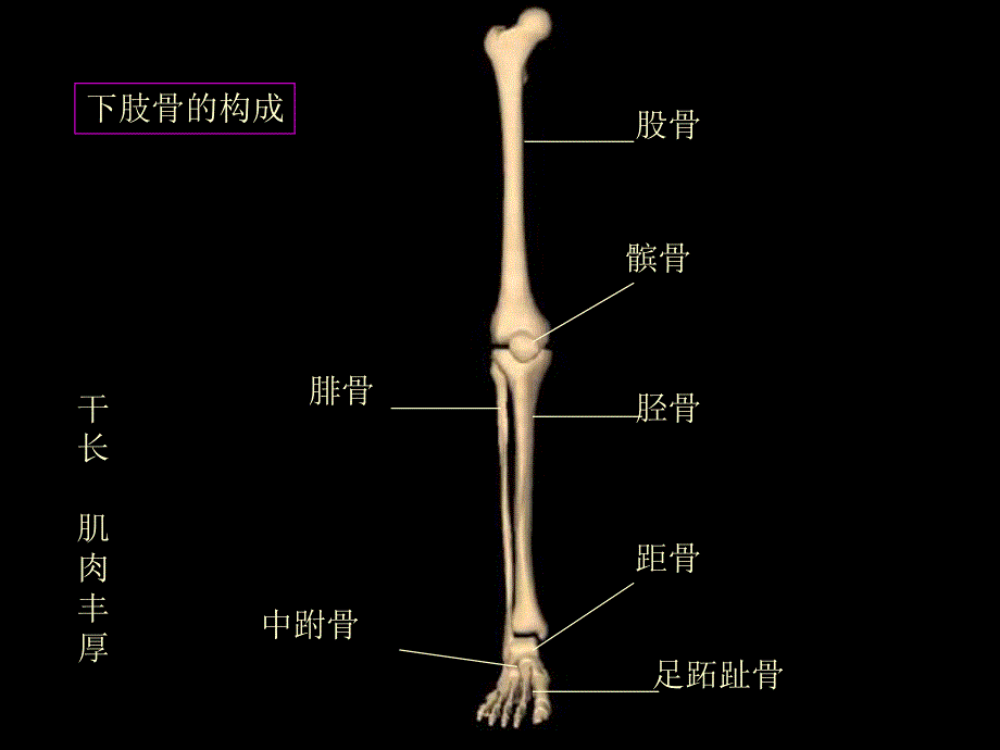 下肢骨折[精彩].ppt_第2页