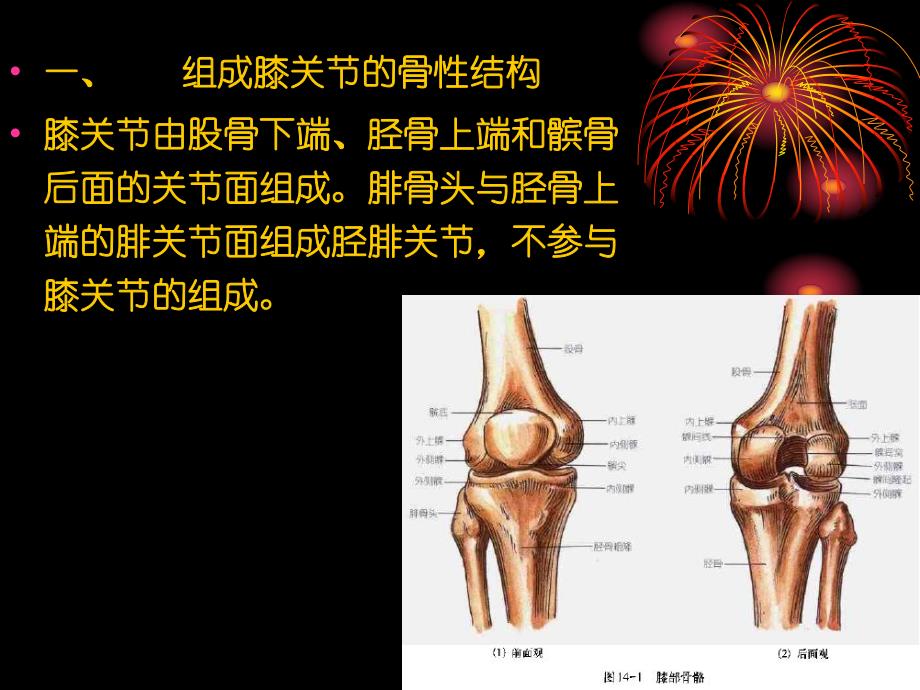 膝关节解剖学.ppt1.ppt_第3页