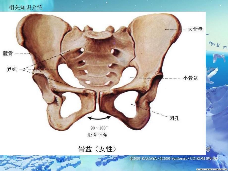 骨盆骨折的护理查房.ppt_第3页