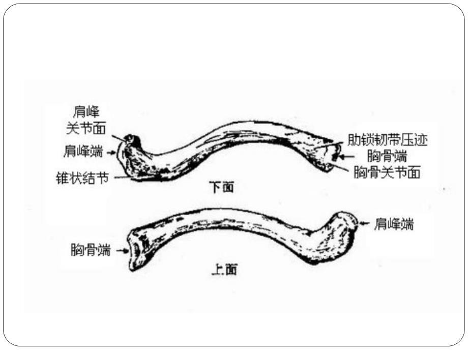 锁骨骨折[精华].ppt_第3页