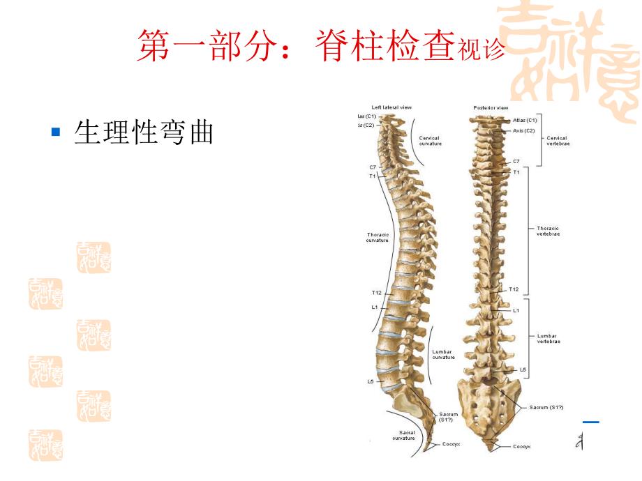 诊断学第二篇第八章脊柱与四肢检查(李驰).ppt_第3页