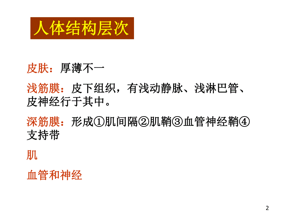 骨科解剖下肢【局部解剖学】 .ppt_第2页