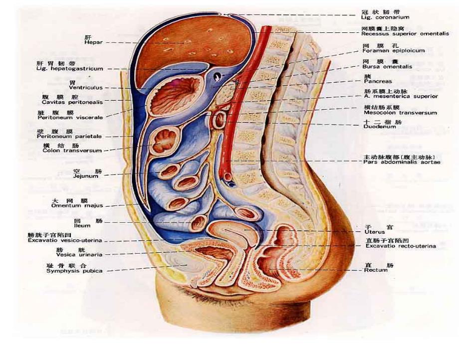 急性腹膜炎护理护理查房查房护理.ppt_第3页