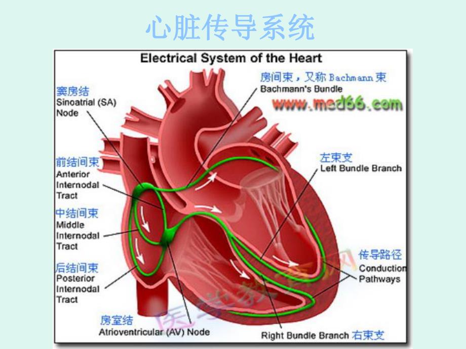 射频消融术及其护理.ppt_第3页