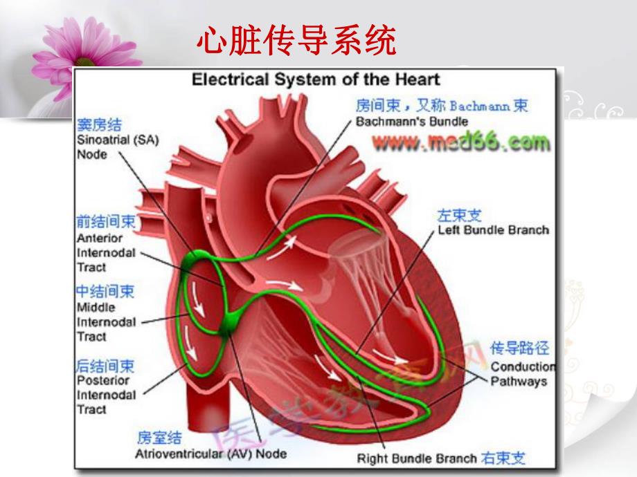 射频消融术及其护理.ppt_第3页