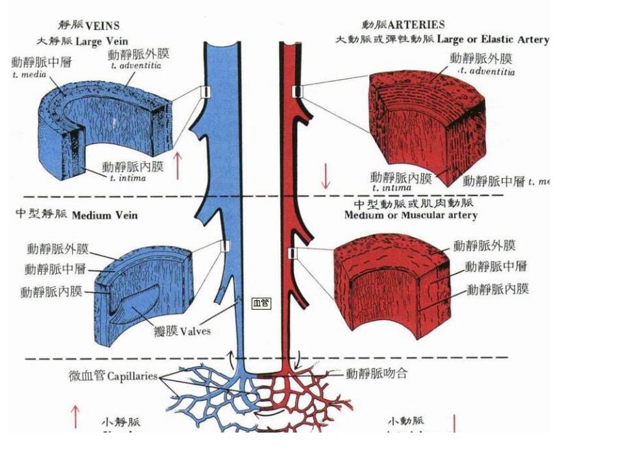 深静脉血栓病人的护理.ppt_第3页