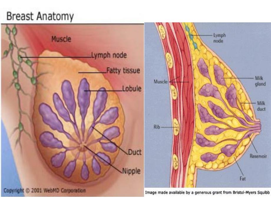 乳房疾病病人的护理.ppt.ppt_第3页