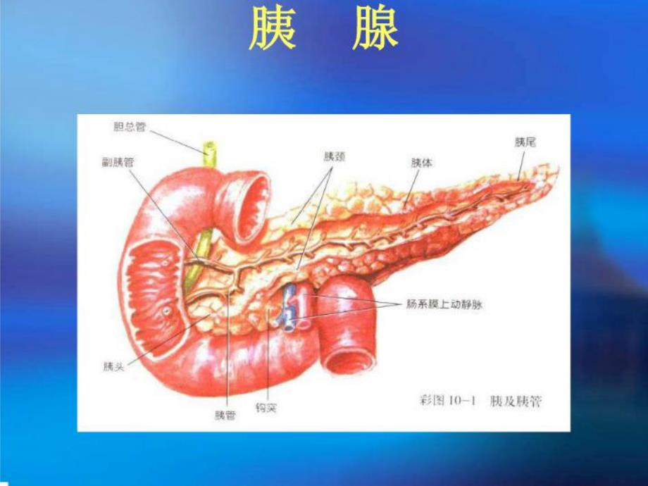 查房胰头癌护理查房.ppt.ppt_第2页