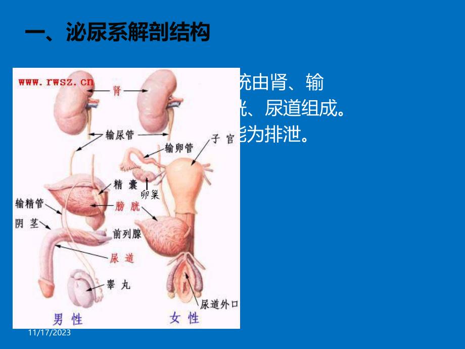 泌尿系结石病人护理精要.ppt_第3页