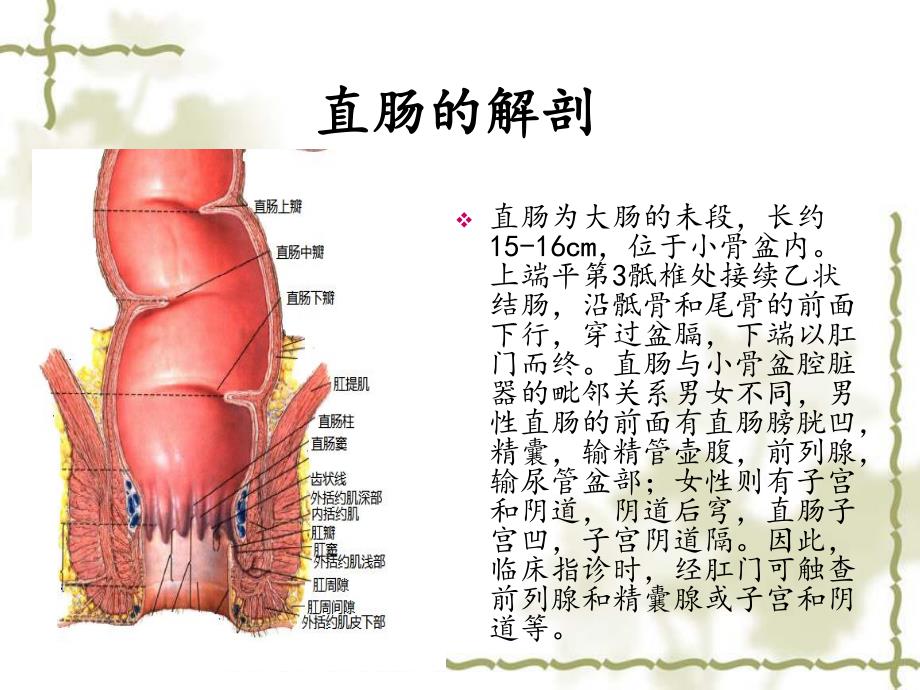 直肠穿孔的护理查房.ppt_第3页