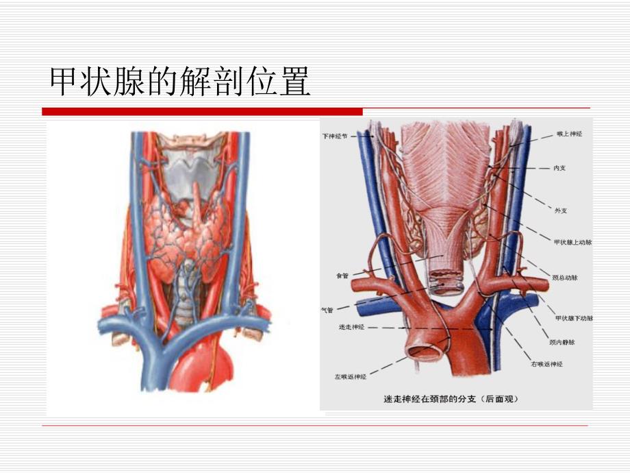 甲状腺功能亢进.ppt.ppt_第3页