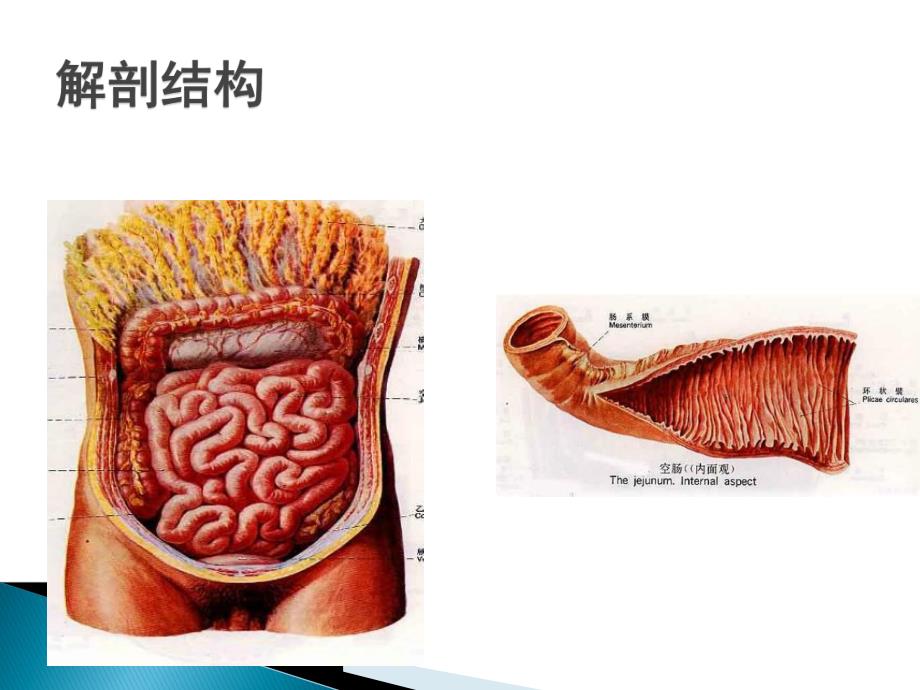 小肠疾病病人的护理培训教程.ppt_第3页