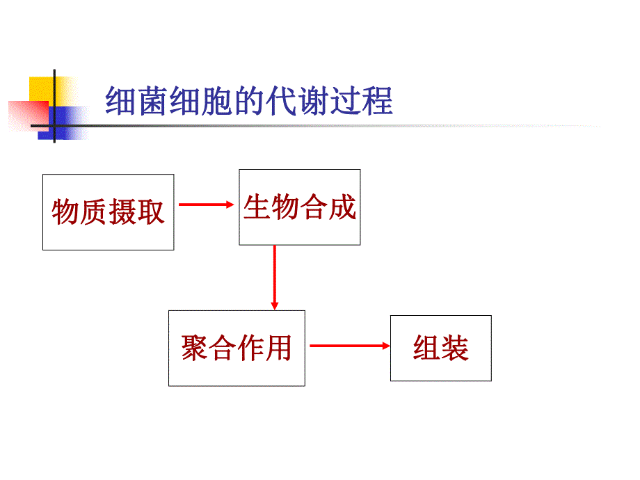 第2章细菌的生理特性.ppt_第3页