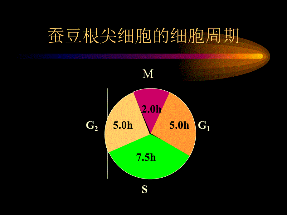 第2讲遗传的染色体学说.ppt_第3页