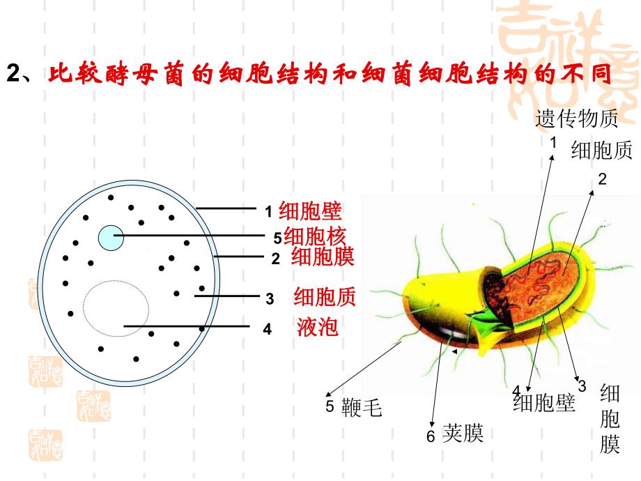 真菌名师编辑PPT课件.ppt_第3页