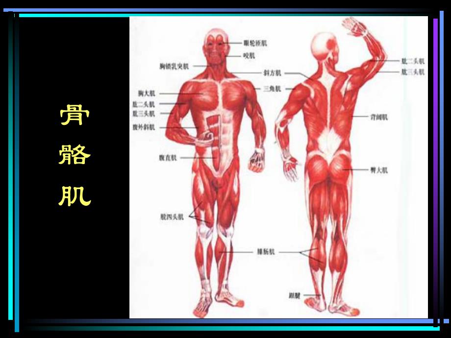 第2章运动系统3骨骼肌.ppt_第3页