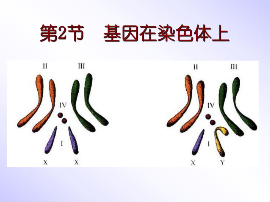 第2节基因在染色体上名师编辑PPT课件.ppt_第1页