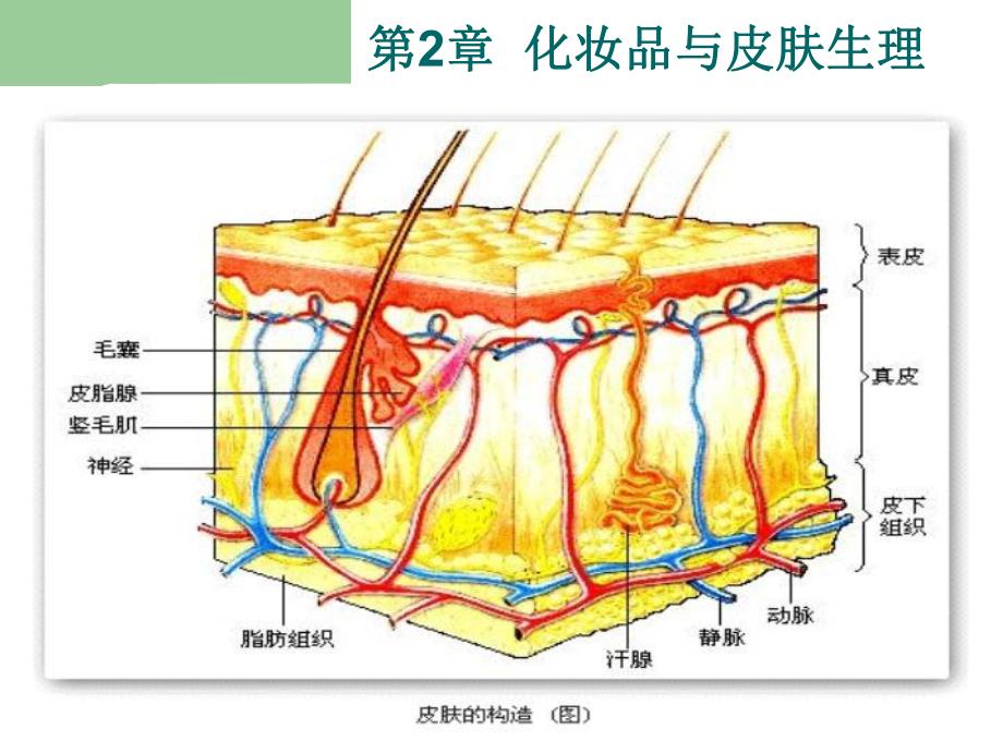 第3章化妆品与皮肤生理.ppt_第3页