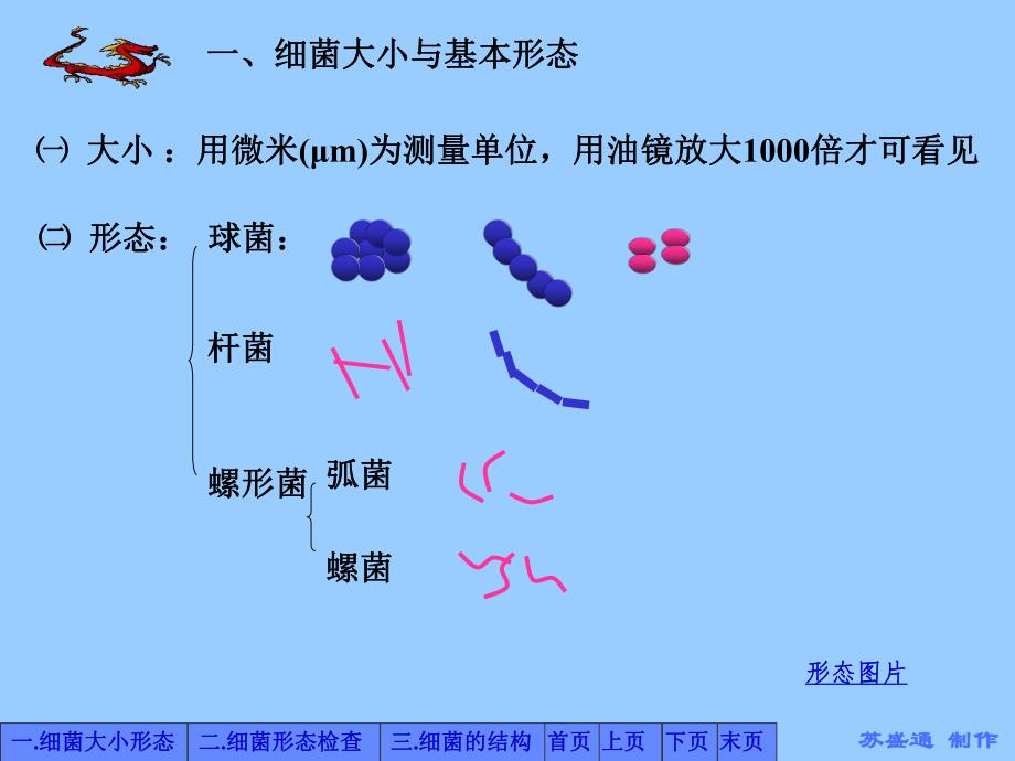 第2章细菌概述第1节细菌形态与结构.ppt_第2页