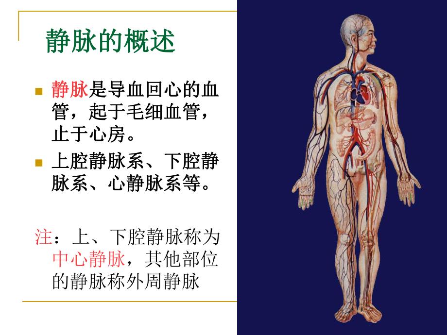 PICC相关静脉的解剖.ppt_第3页