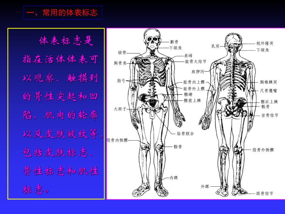 第16章 护理应用解剖学.ppt_第3页