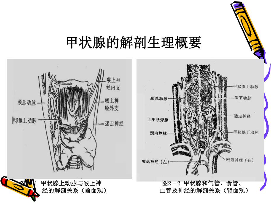 甲状腺疾病病人的护理ppt.ppt_第3页