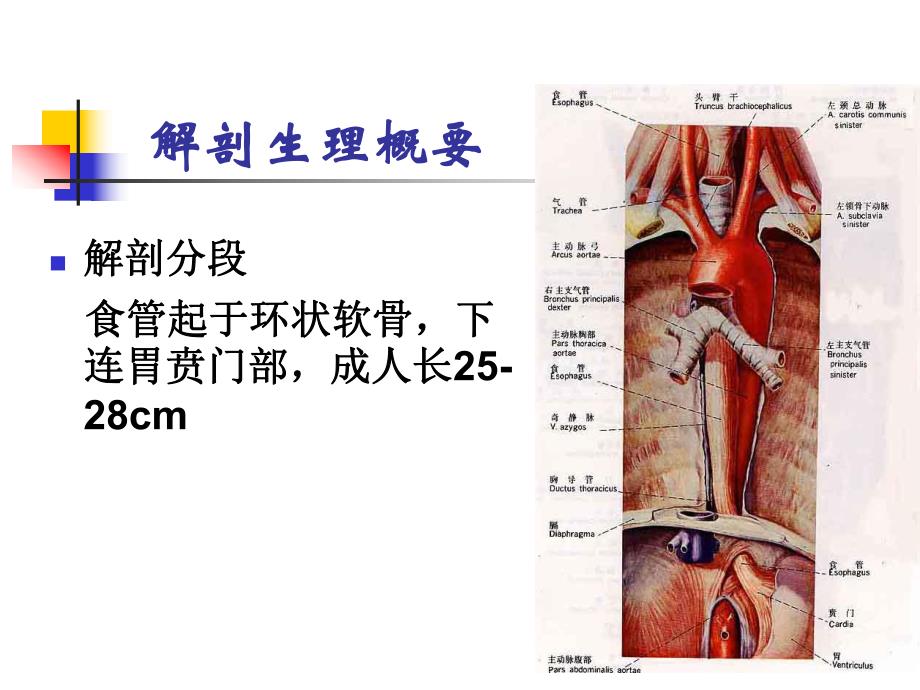 食管疾病病人护理.ppt_第3页