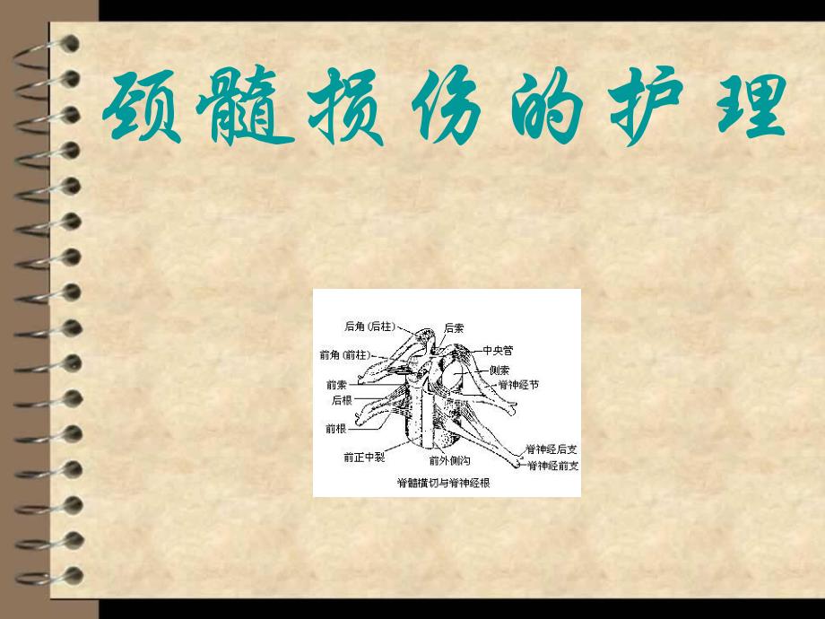 颈髓损伤的护理.ppt_第1页