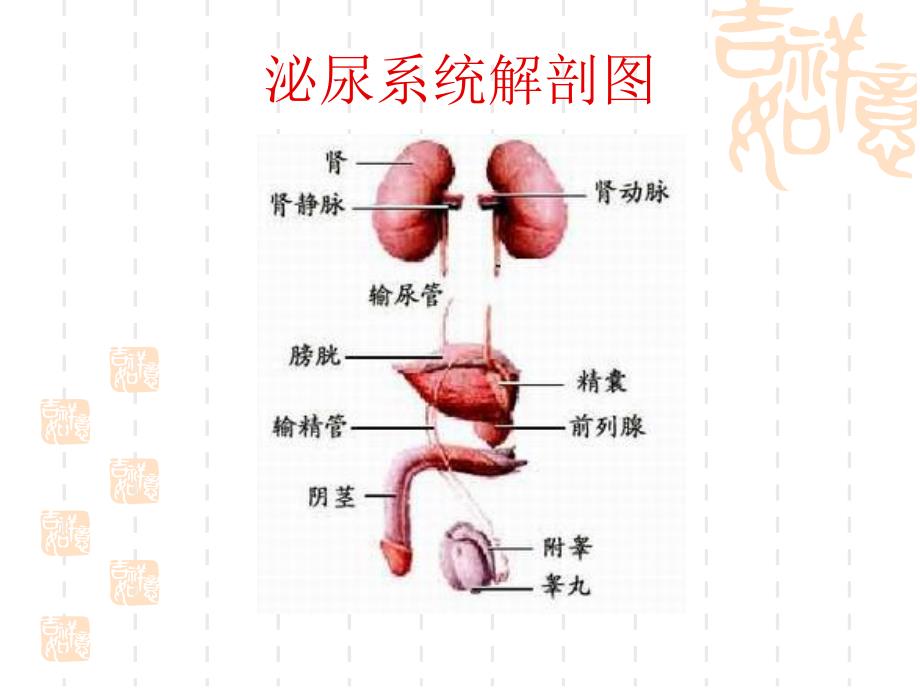 肾上腺护理查房.ppt_第3页