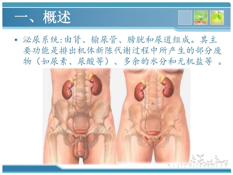 输尿管疾病的护理.ppt_第3页