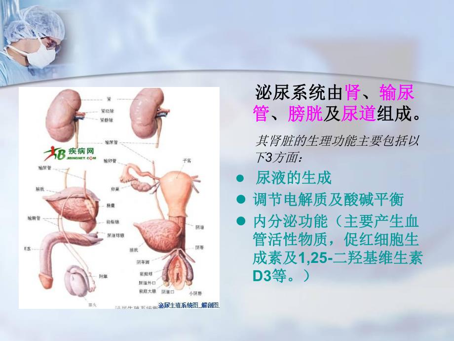 肾损伤病人的护理ppt.ppt_第2页