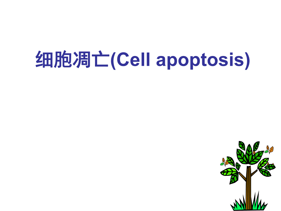 细胞凋亡.ppt.ppt_第1页