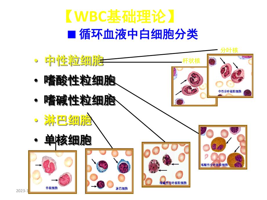 白细胞检查.ppt_第2页