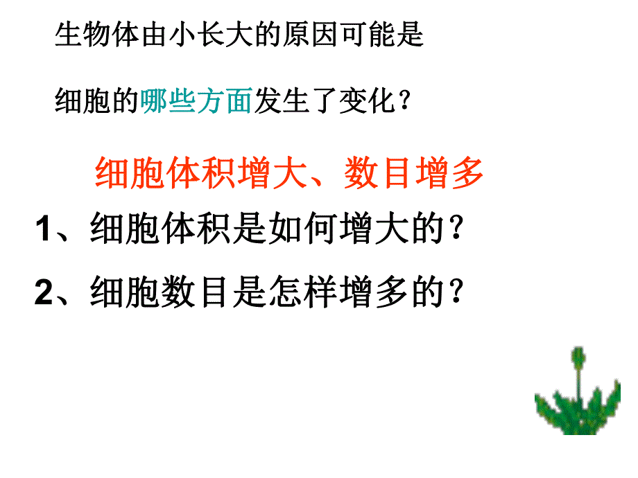 细胞分裂产生新细胞.ppt_第3页