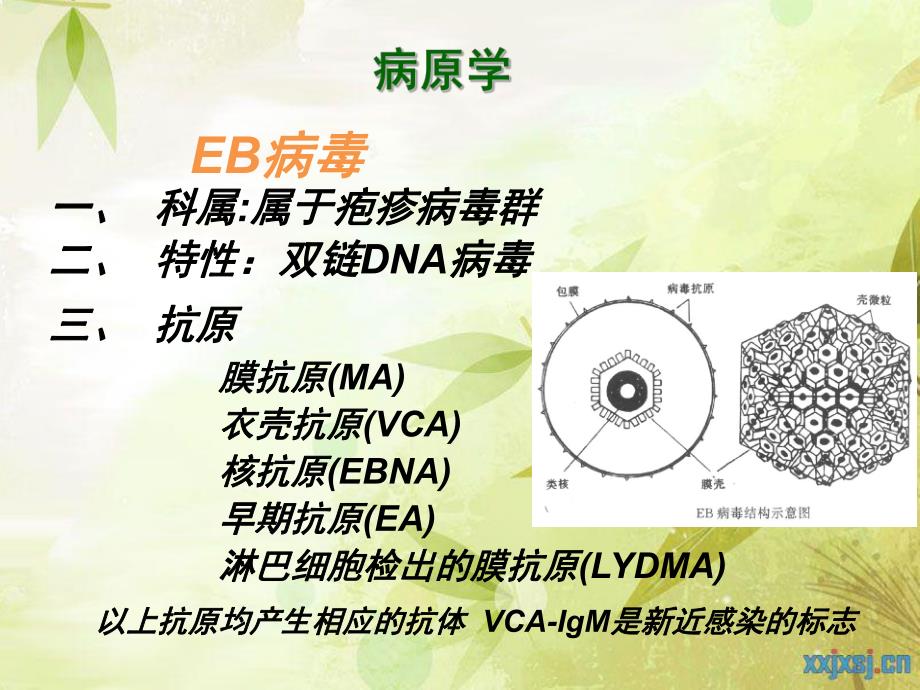 传染性单核细胞增多症.ppt.ppt_第3页