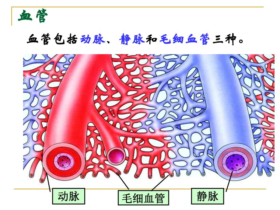 人体的血液循环.ppt_第2页