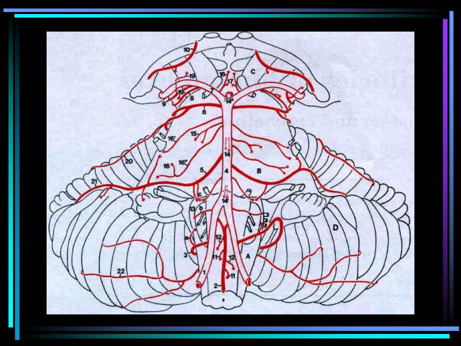脑区血液供应分布图.ppt_第2页