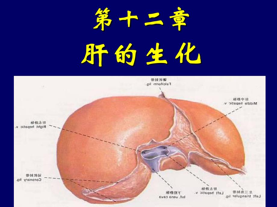 肝胆生化.ppt_第1页