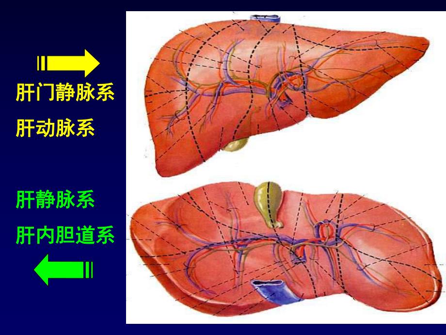 肝胆生化.ppt_第3页