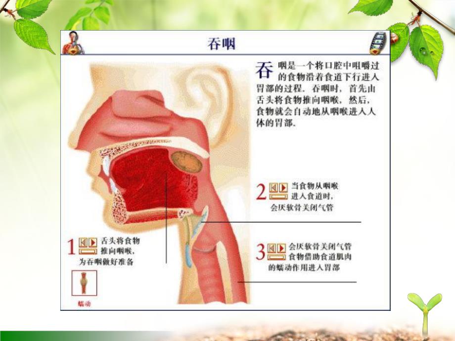 吞咽障碍康复专题解析.ppt_第2页