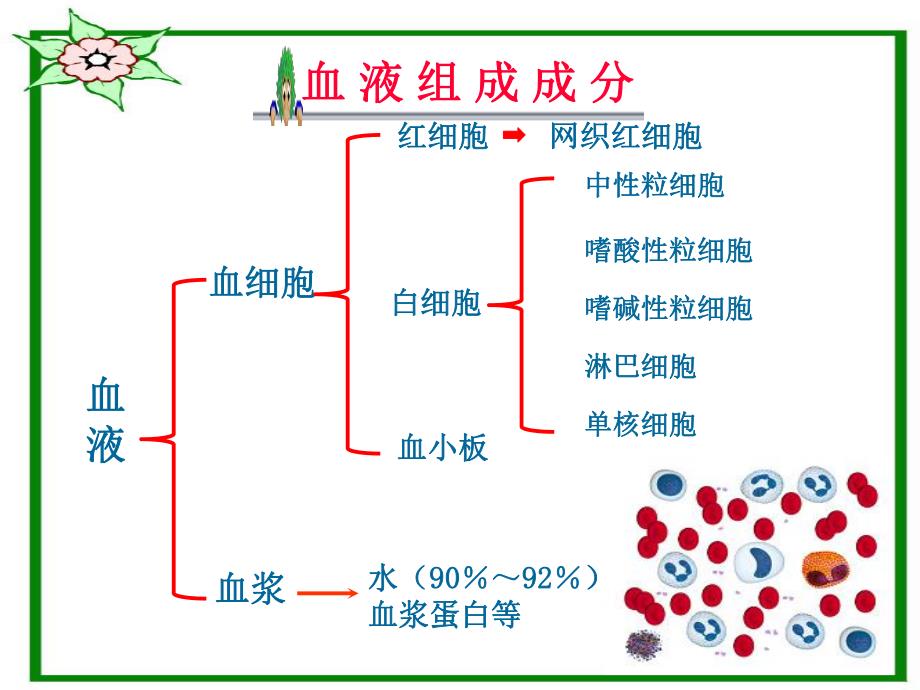 血液基础知识与相关疾病.ppt_第3页