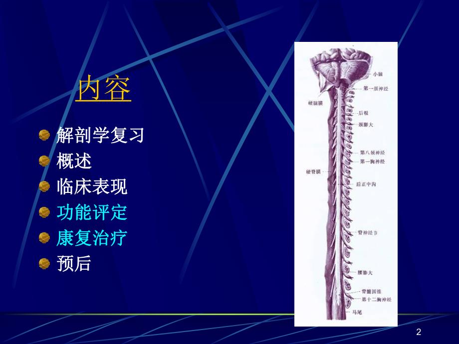 脊髓损伤康复.ppt_第2页